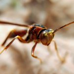 Ambiente: vespe samurai all'attacco delle cimici che assediano città e campagne