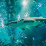 Nel mare del Salento filmato un grosso esemplare di squalo grigio