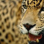 29 novembre: Giornata Internazionale del giaguaro