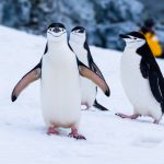 20 gennaio: Giornata dei Pinguini
