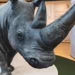Il rinoceronte Toby rivive al MUSE di Trento