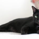 Oggi è il Black Cat Day... per combattere l’ignoranza e le superstizioni
