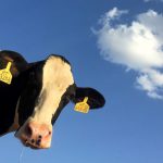 Ambiente: Arriva il primo carburante da mucca a pompa