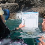 Mediterraneo: nasce il primo database di pesci ‘sentinella’ del cambiamento climatico