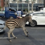 La zebra Sero torna allo zoo: la star del web a zonzo per Seoul