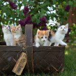 8 agosto: Giornata Internazionale del Gatto