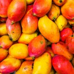 Made in Italy: al via raccolta mango. Italia tropicale
