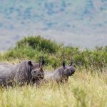 22 settembre:  Giornata Mondiale del Rinoceronte