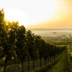 Maltempo: produzione mondiale vino ai minimi da 60 anni