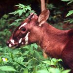 Saola or Vu quang ox (Pseudoryx nghetinhensis); Hanoi, Vietnam