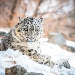 © Muhammad Osama — WWF-Pakistan