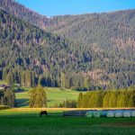 pexels-joerg-hartmann-626385254-34738690