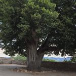 ALBERI COPERTINA